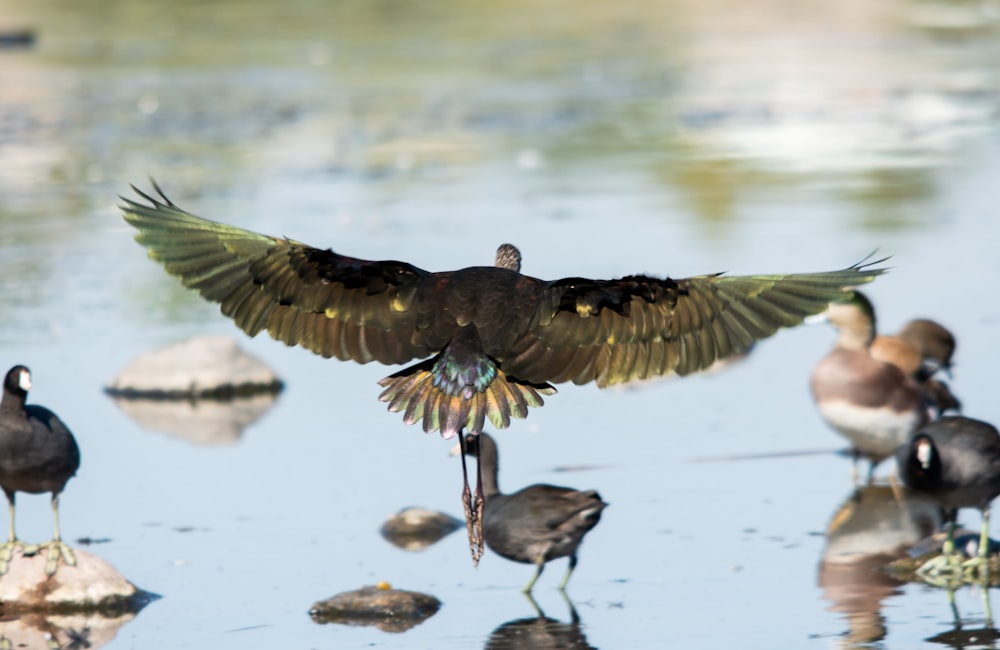 a group of birds that are standing in the water