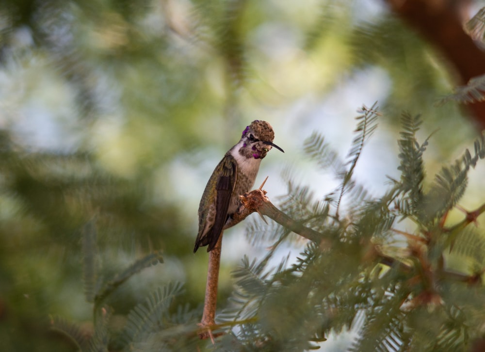 a small bird perched on a branch of a tree