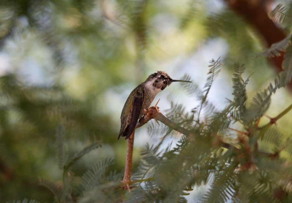 a hummingbird perched on a branch of a tree