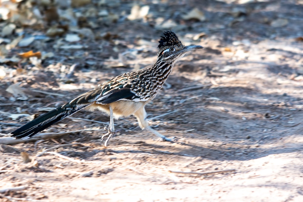 a small bird walking across a dirt field