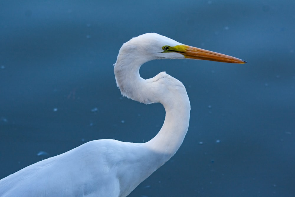 a close up of a white bird with a long neck