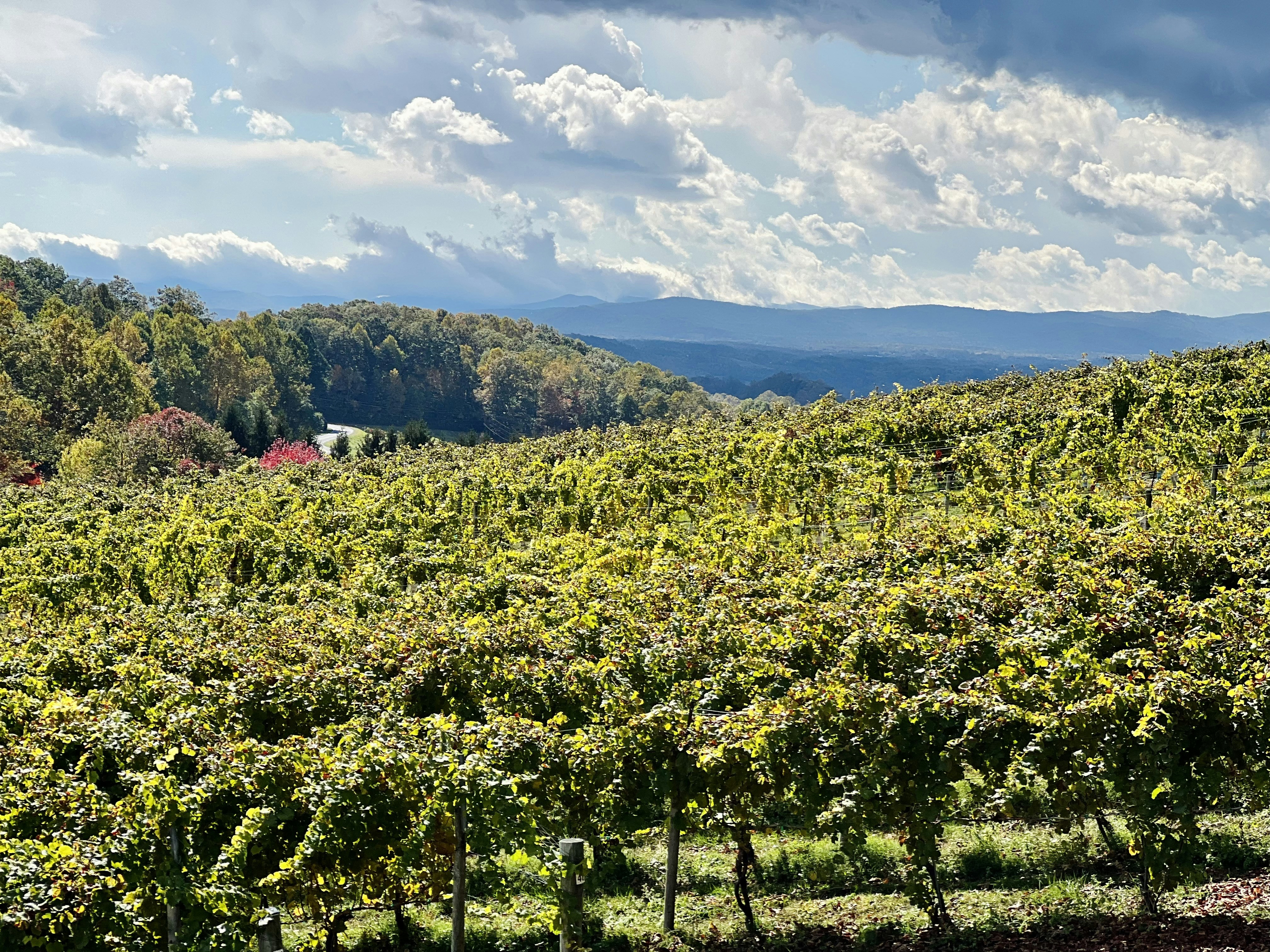 Discover Volcanic Wines