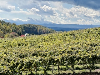 A scenic view of a volcanic vineyard with lush grapevines and a dramatic mountain backdrop.