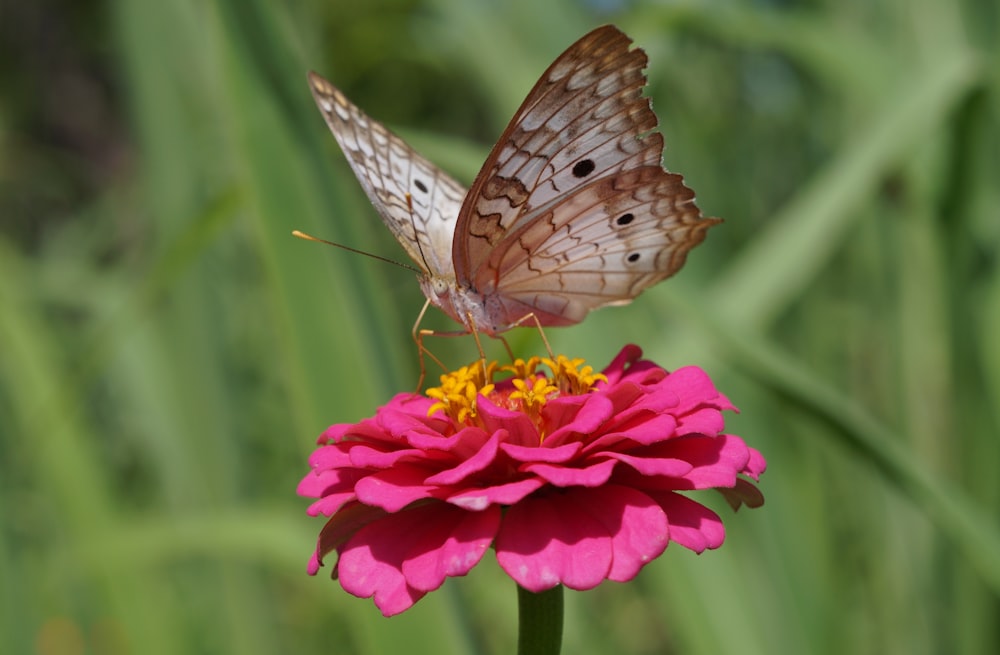 a butterfly sitting on top of a pink flower