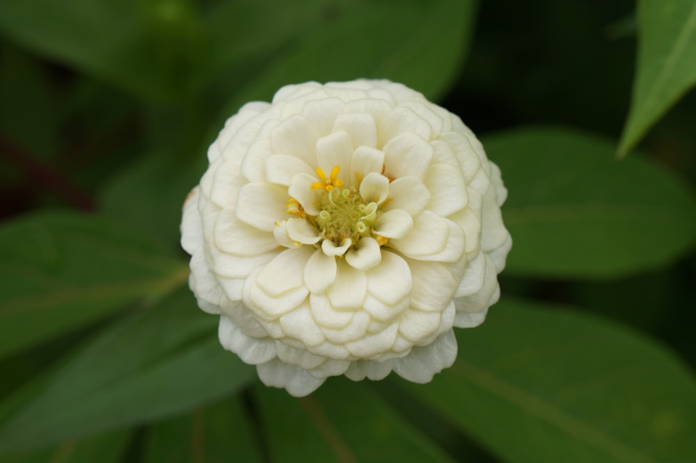 a white flower with a yellow center surrounded by green leaves