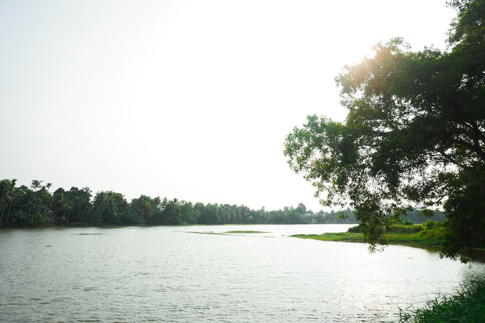 a large body of water surrounded by trees