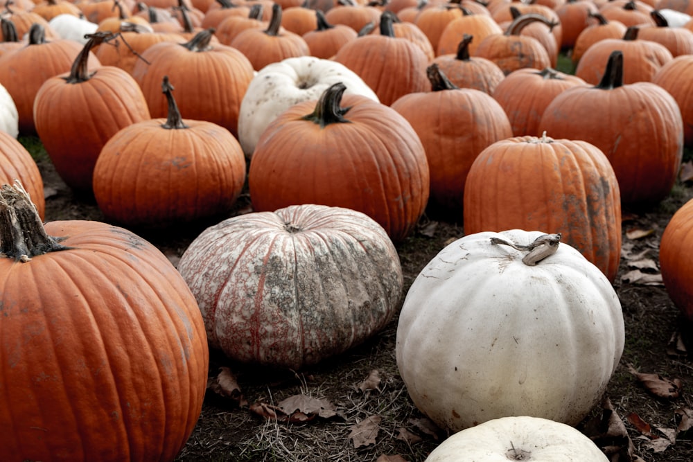 a field full of pumpkins sitting on the ground
