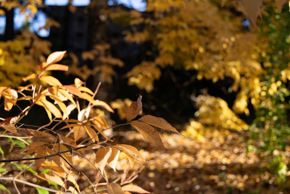 the leaves of a tree are changing color in the fall