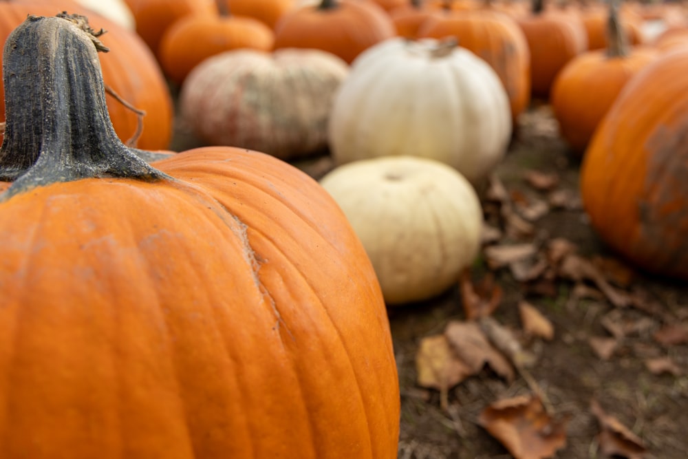 a bunch of pumpkins that are sitting on the ground