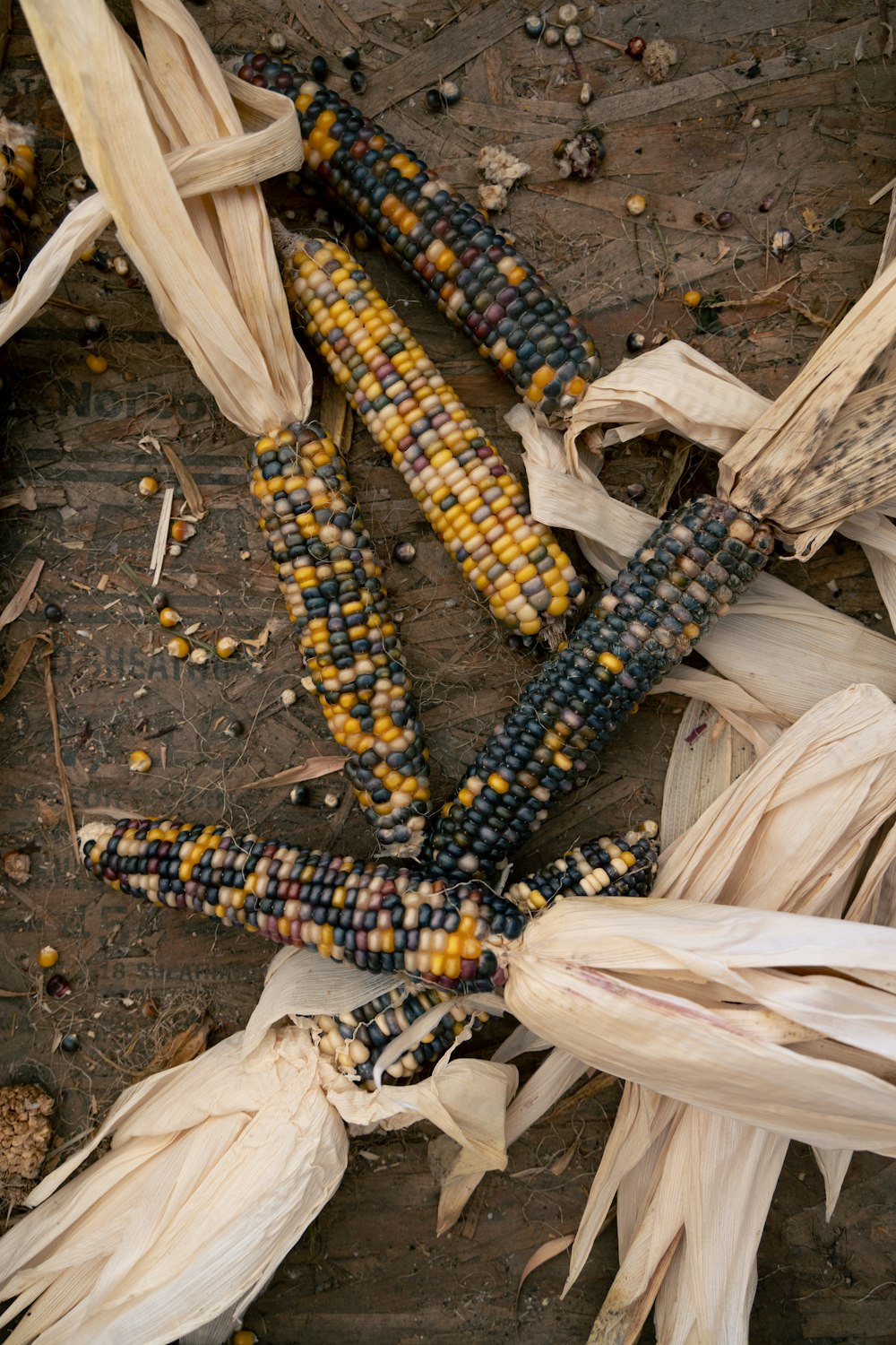 a corn cob laying on top of a wooden floor