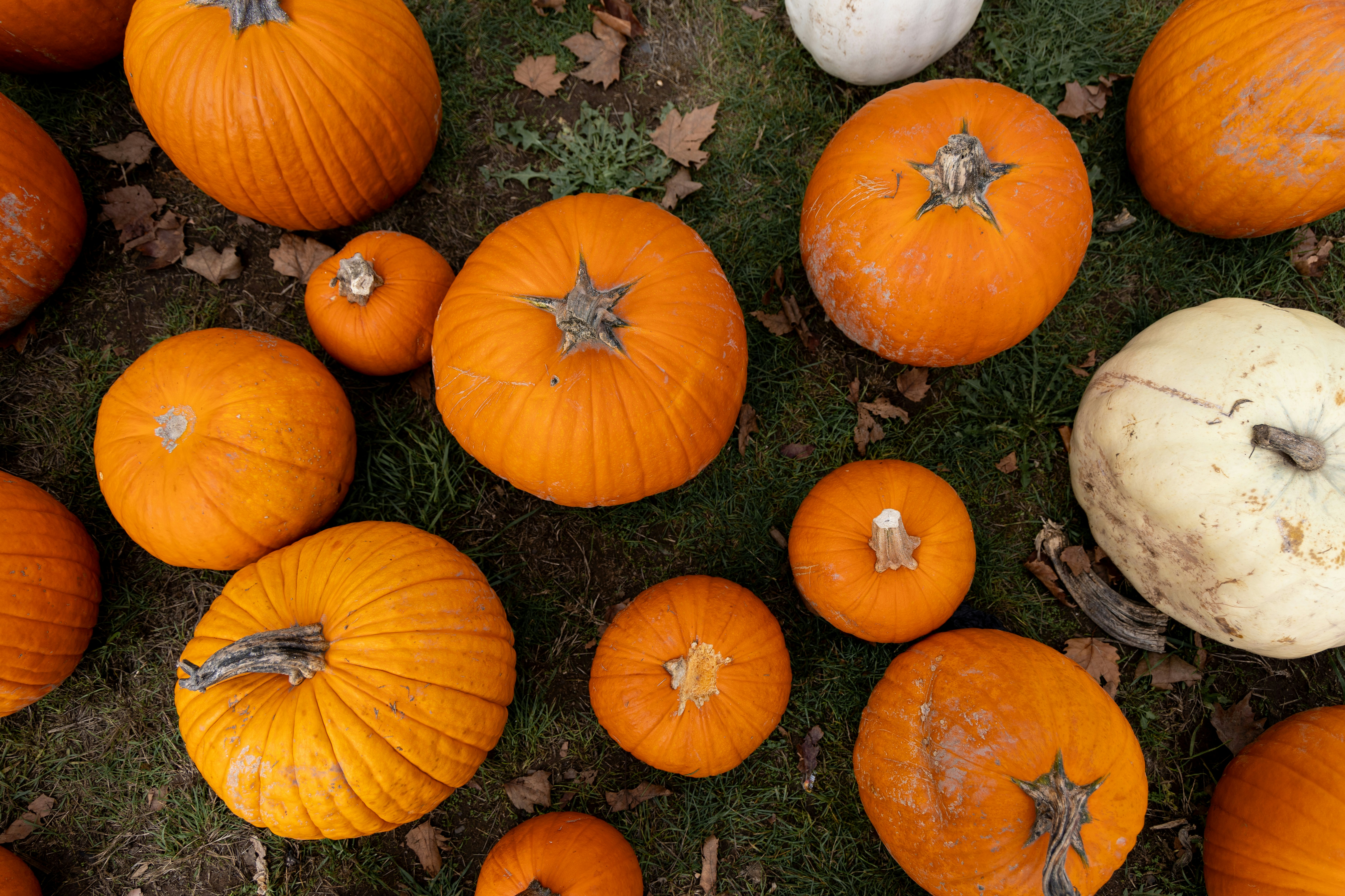 Photo by photoswithalexa