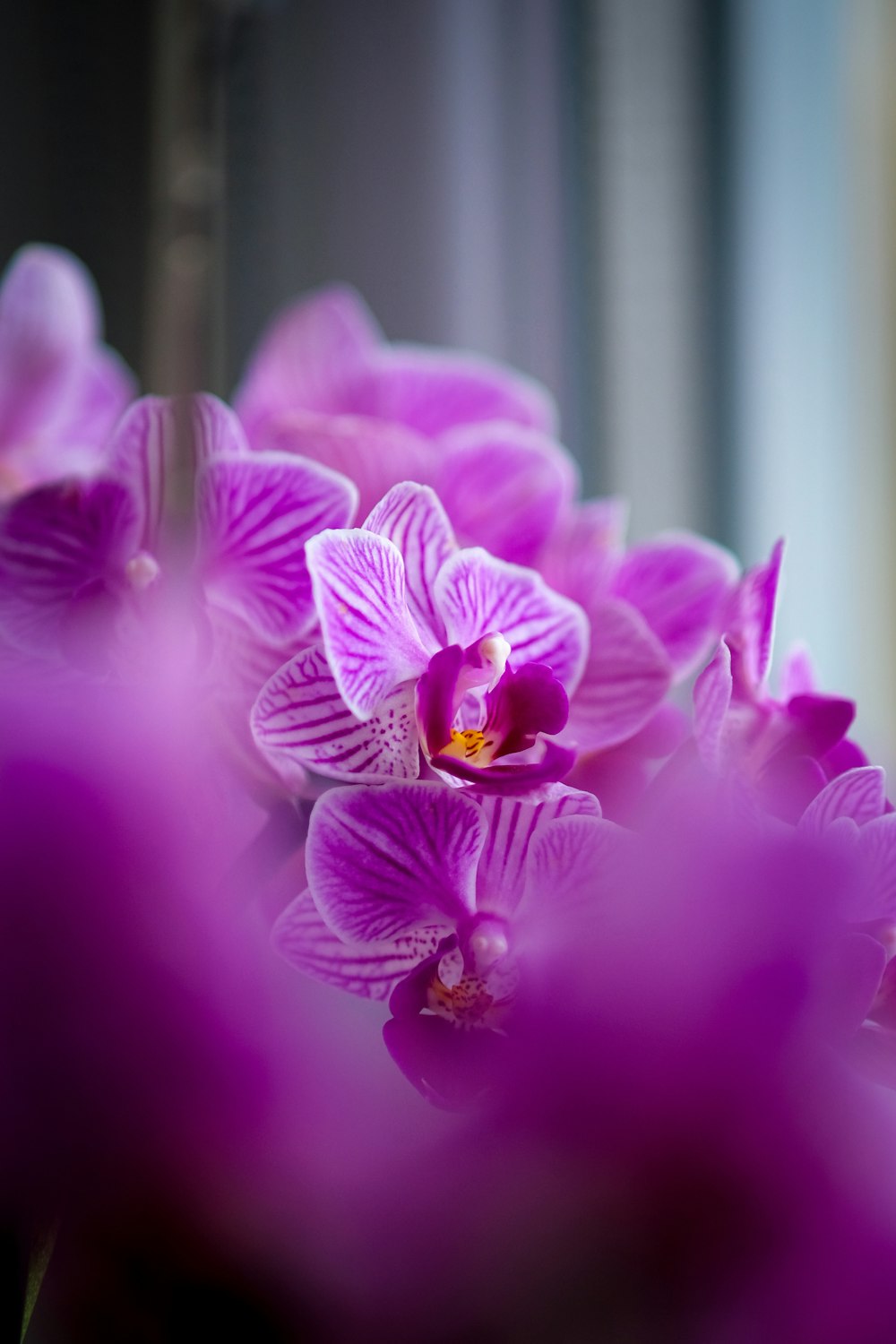 a close up of a bunch of purple flowers