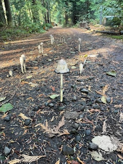 A cozy forest path with mushrooms growing along the sides under soft sunlight.