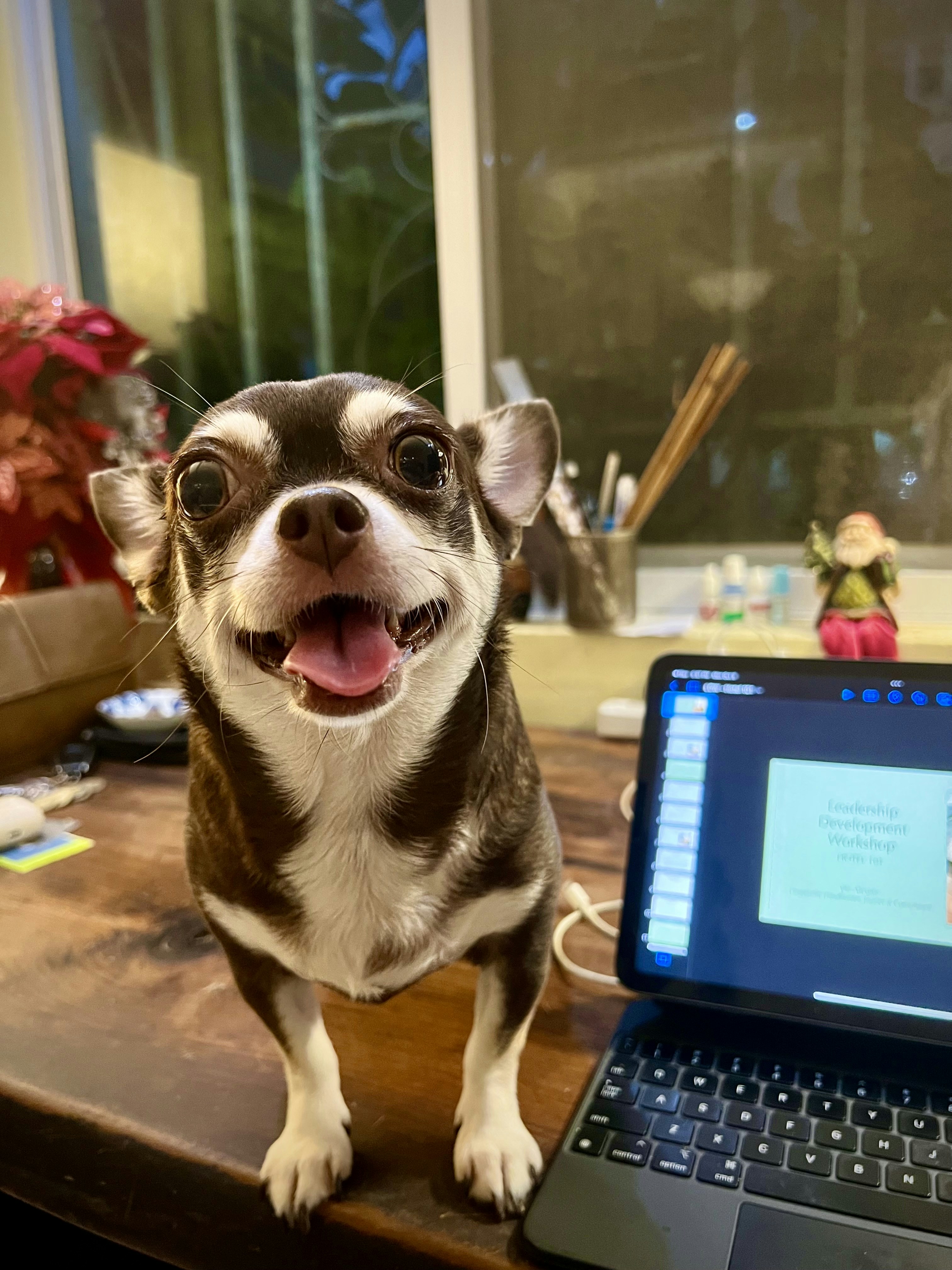 Adorable Pet Photo Collection