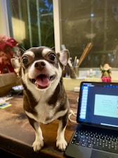 A small dog with brown and white fur stands on a wooden table, looking directly at the camera with its mouth open and tongue slightly out. To the right, a tablet displays a presentation slide on a table. In the background, a window shows a view of a garden at dusk with a faint reflection. There are also art supplies and a small decorative figure on the table.