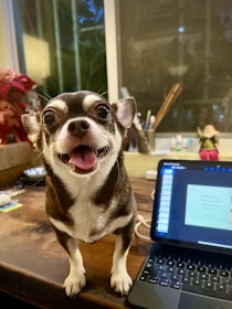 A small dog with brown and white fur stands on a wooden table, looking directly at the camera with its mouth open and tongue slightly out. To the right, a tablet displays a presentation slide on a table. In the background, a window shows a view of a garden at dusk with a faint reflection. There are also art supplies and a small decorative figure on the table.