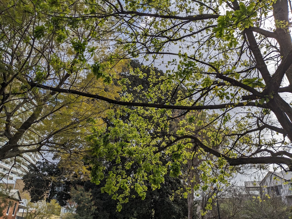 a park bench sitting under a leaf filled tree