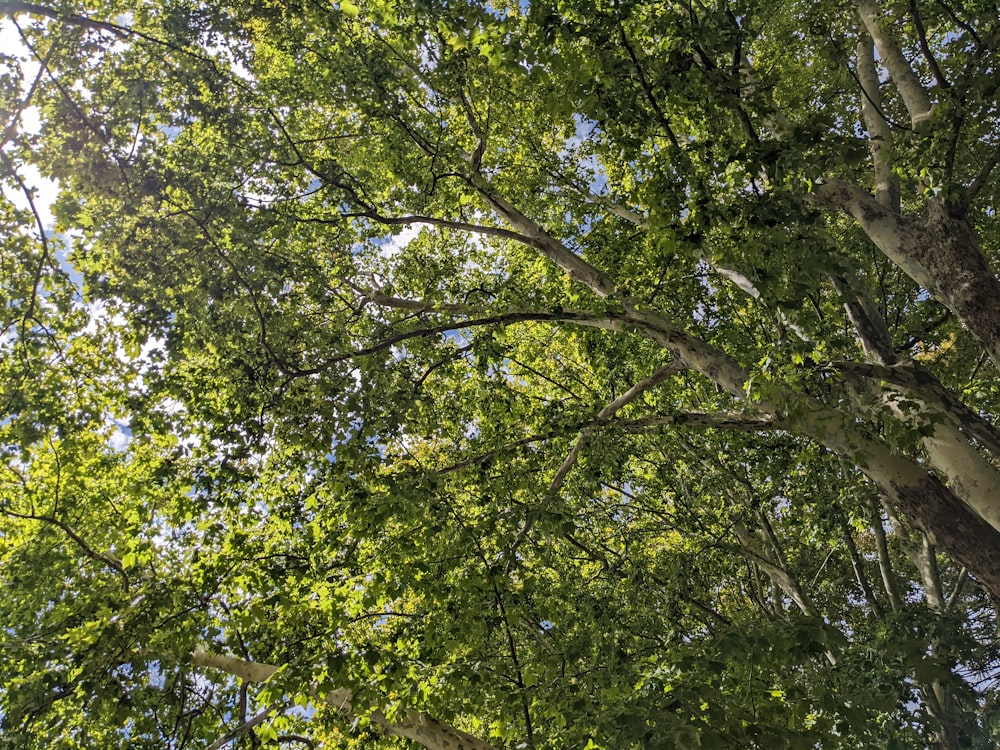 a group of trees that are next to each other