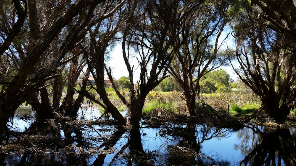 a body of water surrounded by trees and grass