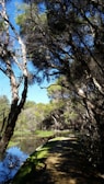 A serene landscape with a winding path through nature.