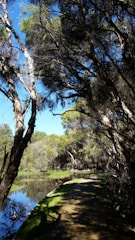 A serene nature scene with a path through trees.