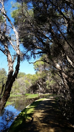 A serene landscape with a winding path through nature.