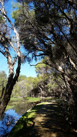 A serene nature scene with a winding path inviting thoughtful walks and quiet contemplation.