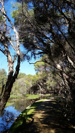 A peaceful nature scene with a winding path through trees.