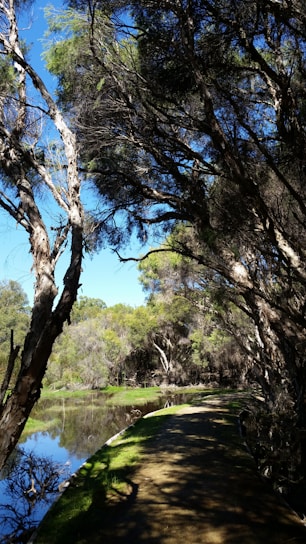 A serene nature scene with a winding path through lush greenery, symbolizing a journey towards health.