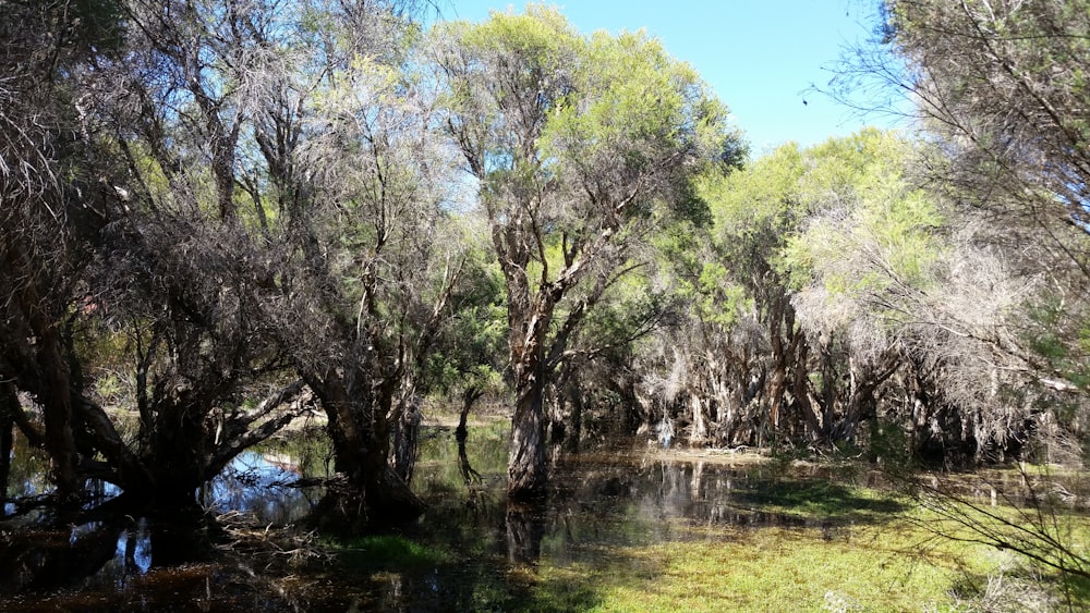 a small river surrounded by trees and grass