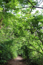 A lush green forest path inviting a peaceful walk surrounded by tall trees.