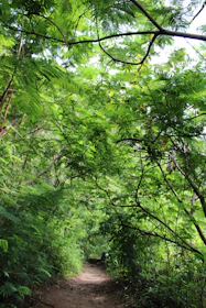 A lush green forest path inviting a peaceful walk surrounded by tall trees.