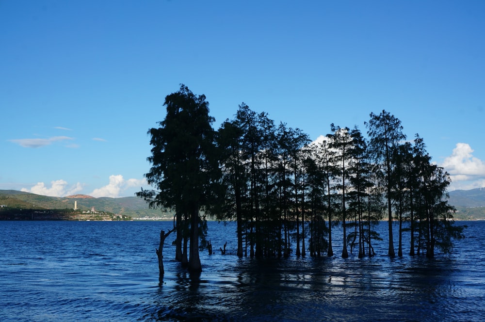 a group of trees that are in the water