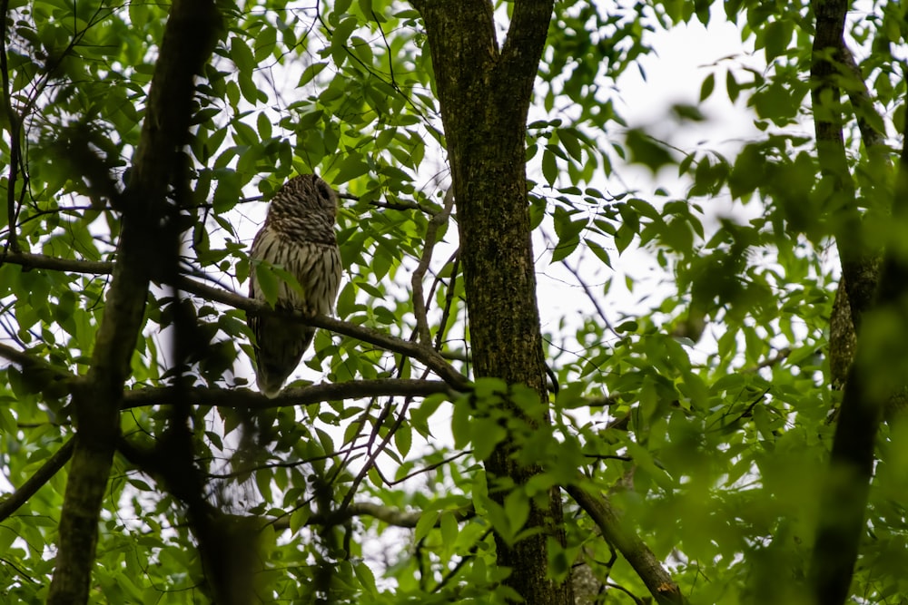 a bird perched on a branch in a tree