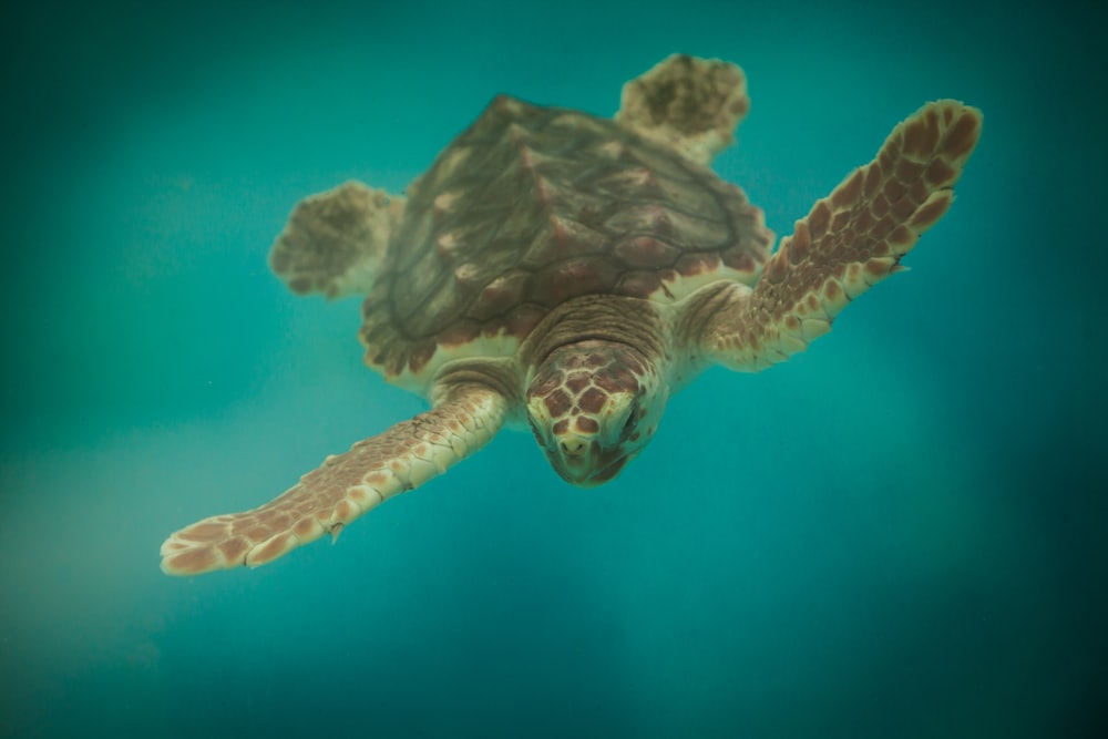 a sea turtle swimming in the water