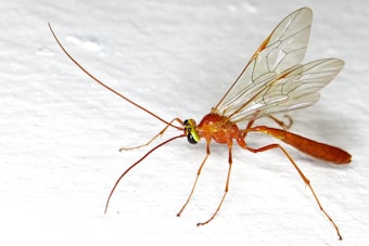 A close-up of an insect with a slender body and elongated wings, displaying delicate, translucent patterns. It has long antennae and thin legs, predominantly in shades of brown and orange. The background is plain white, enhancing the focus on the insect's detailed features.