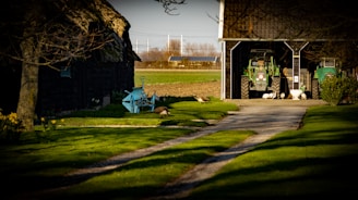 A rural scene with a gravel path leading to a barn where two green tractors are parked. The foreground features a grassy area with daffodils and a blue piece of agricultural machinery. Several geese are present on the grass and near the barn. Trees provide partial shade, and there are open fields in the background under a clear sky.