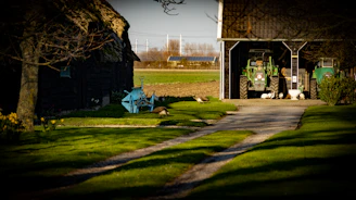 A rural scene with a gravel path leading to a barn where two green tractors are parked. The foreground features a grassy area with daffodils and a blue piece of agricultural machinery. Several geese are present on the grass and near the barn. Trees provide partial shade, and there are open fields in the background under a clear sky.