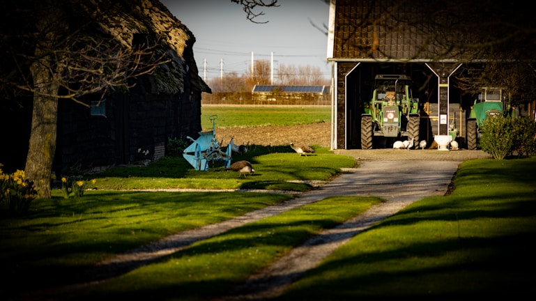 A rural scene with a gravel path leading to a barn where two green tractors are parked. The foreground features a grassy area with daffodils and a blue piece of agricultural machinery. Several geese are present on the grass and near the barn. Trees provide partial shade, and there are open fields in the background under a clear sky.