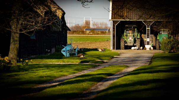 A rural scene with a gravel path leading to a barn where two green tractors are parked. The foreground features a grassy area with daffodils and a blue piece of agricultural machinery. Several geese are present on the grass and near the barn. Trees provide partial shade, and there are open fields in the background under a clear sky.