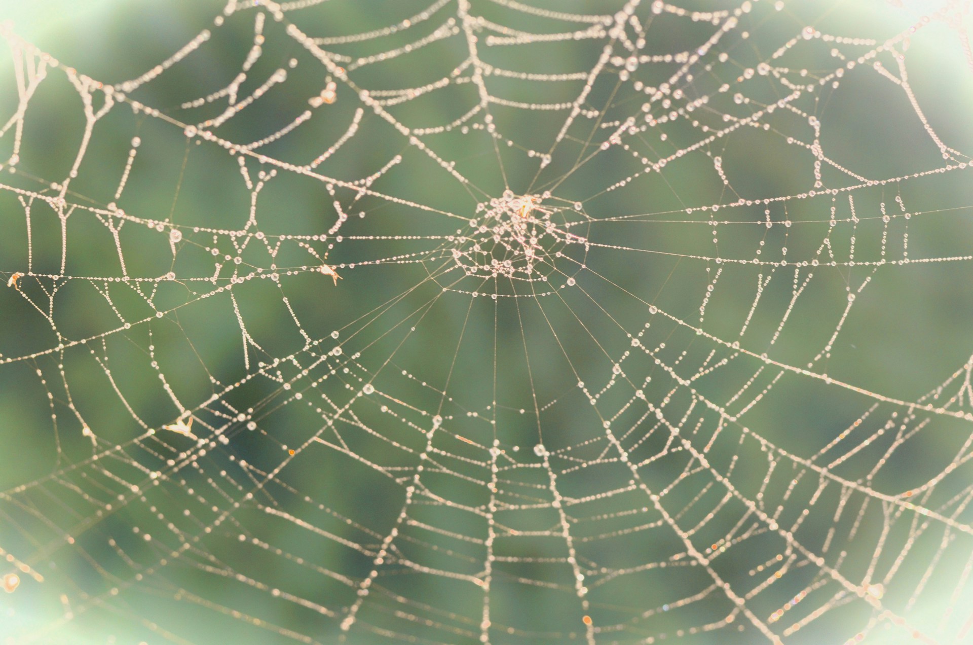 An artistic black and white macro shot of a delicate spider web sparkling with tiny droplets against a blurred natural background.