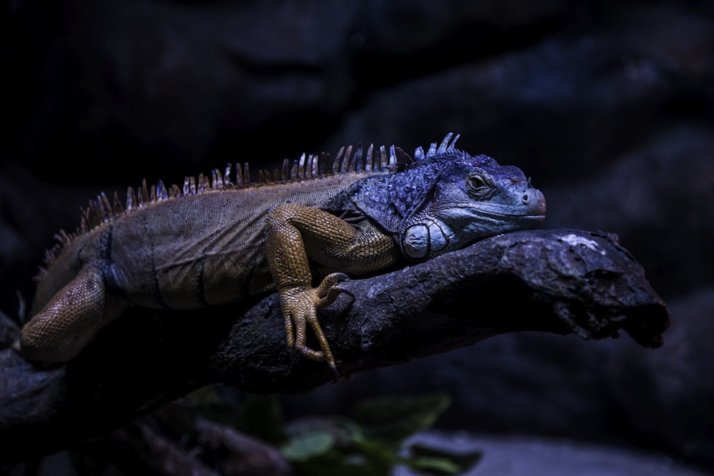 an iguana sitting on a branch in a zoo