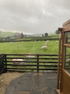 A pastoral scene with sheep grazing in a lush green field bordered by a wooden fence. The foreground includes a stone patio area beside a wooden structure, likely part of a house or shed. The background features rolling hills and scattered trees under an overcast sky.