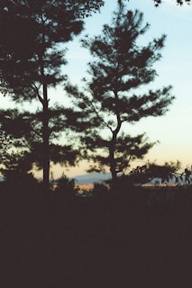 Evening view showing the silhouettes of pine trees against the fading Himalayan sunset.