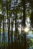 Soft rays of sunlight filtering through tall bamboo stalks in a peaceful grove.