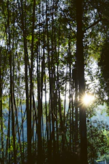 A tranquil zen garden with soft natural light filtering through bamboo, embodying calm and balance.