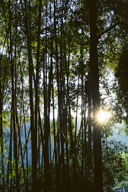 Soft rays of sunlight filtering through tall bamboo stalks in a peaceful grove.