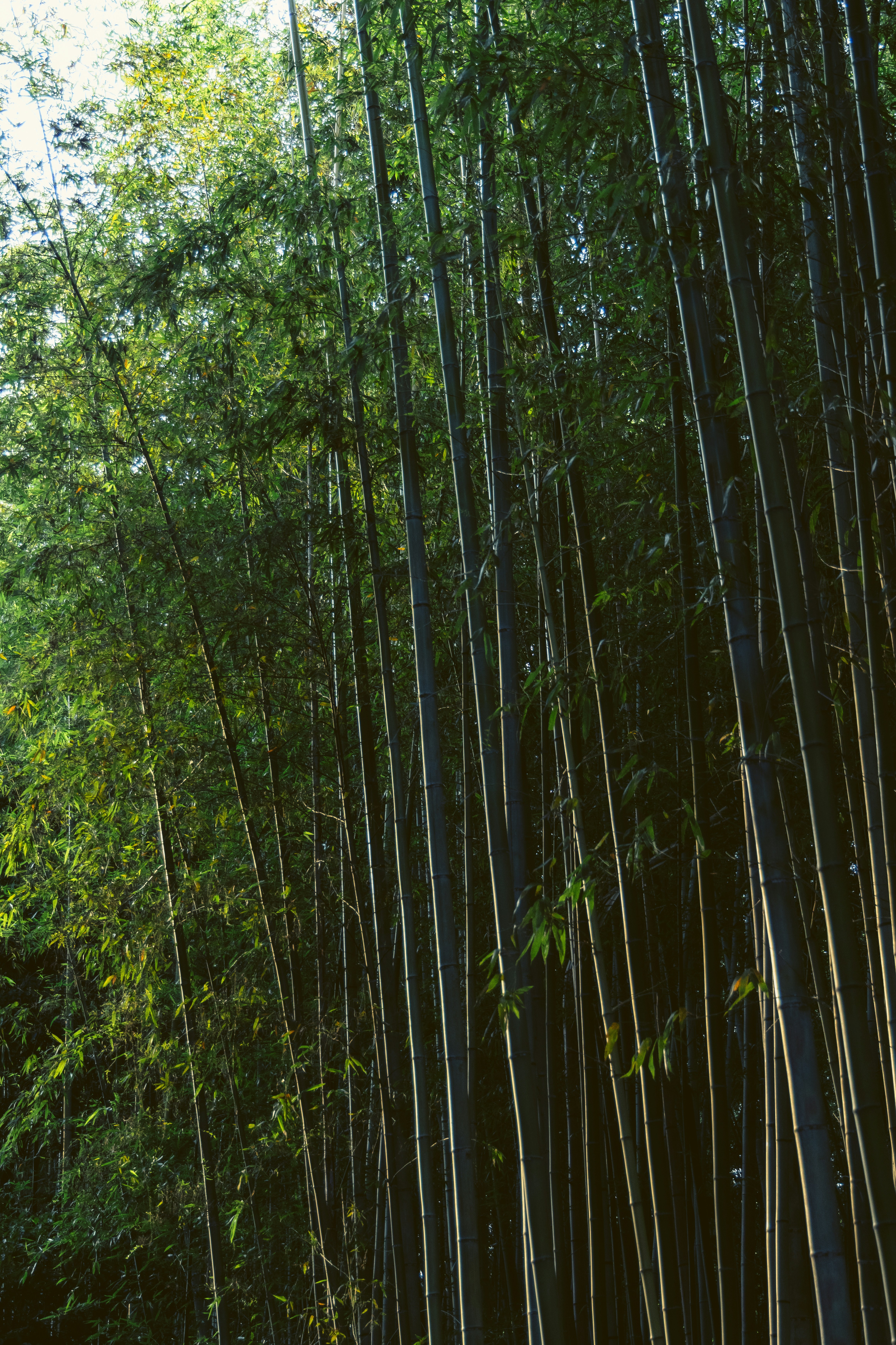 Photo by hiroyukisenn