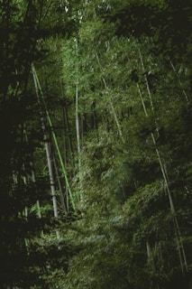 Tall bamboo stalks standing closely together surrounded by dense green foliage. The scene is partially illuminated, creating a tranquil atmosphere with a play of light and shadow.