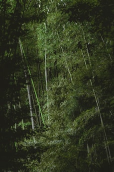 Tall bamboo stalks standing closely together surrounded by dense green foliage. The scene is partially illuminated, creating a tranquil atmosphere with a play of light and shadow.
